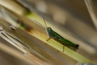 Close-up of insect