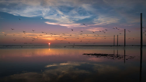 Birds flying over lake during sunset