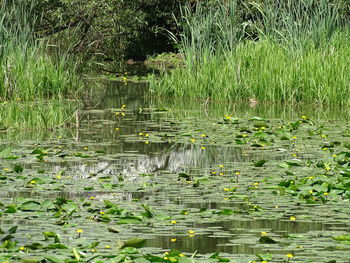 Water lily in lake