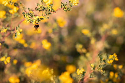 Close-up of yellow flowering plant