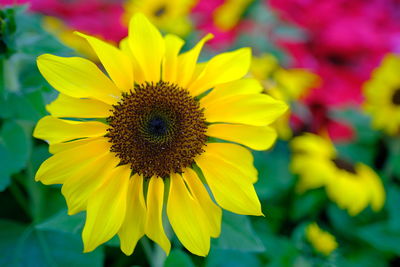 Close-up of yellow flowering plant