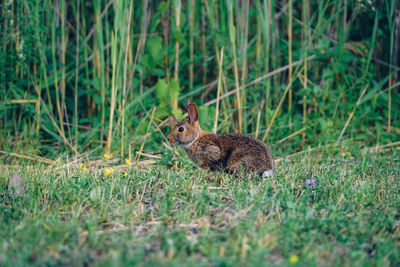 Side view of rabbit sitting on grassy field