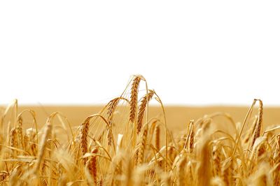 Wheat growing on agricultural field against clear sky