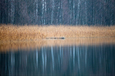 Lake with reflection in forest