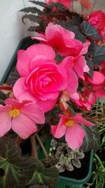 Close-up of pink flower