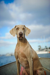 Portrait of weimaraner in boat on sea against sky