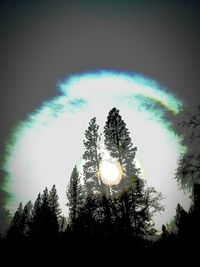 Low angle view of silhouette trees against clear sky