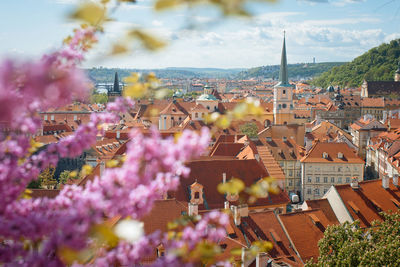 Flowers blooming against townscape