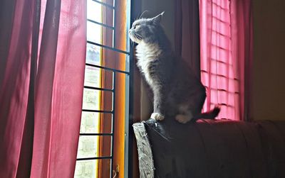 Cat looking away while sitting on window