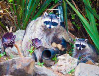 Portrait of cat sitting outdoors