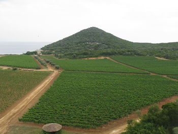 Scenic view of agricultural field against clear sky