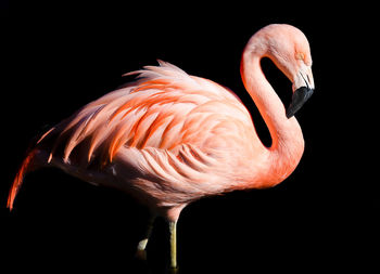 Close-up of pink flamingo against black background