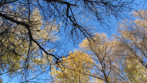Low angle view of bare trees against blue sky