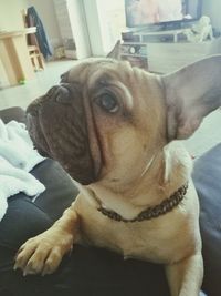 Close-up portrait of dog at home