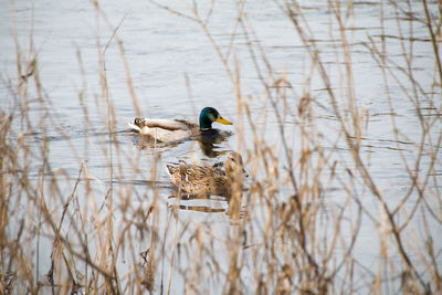 Bird perching on swimming in lake