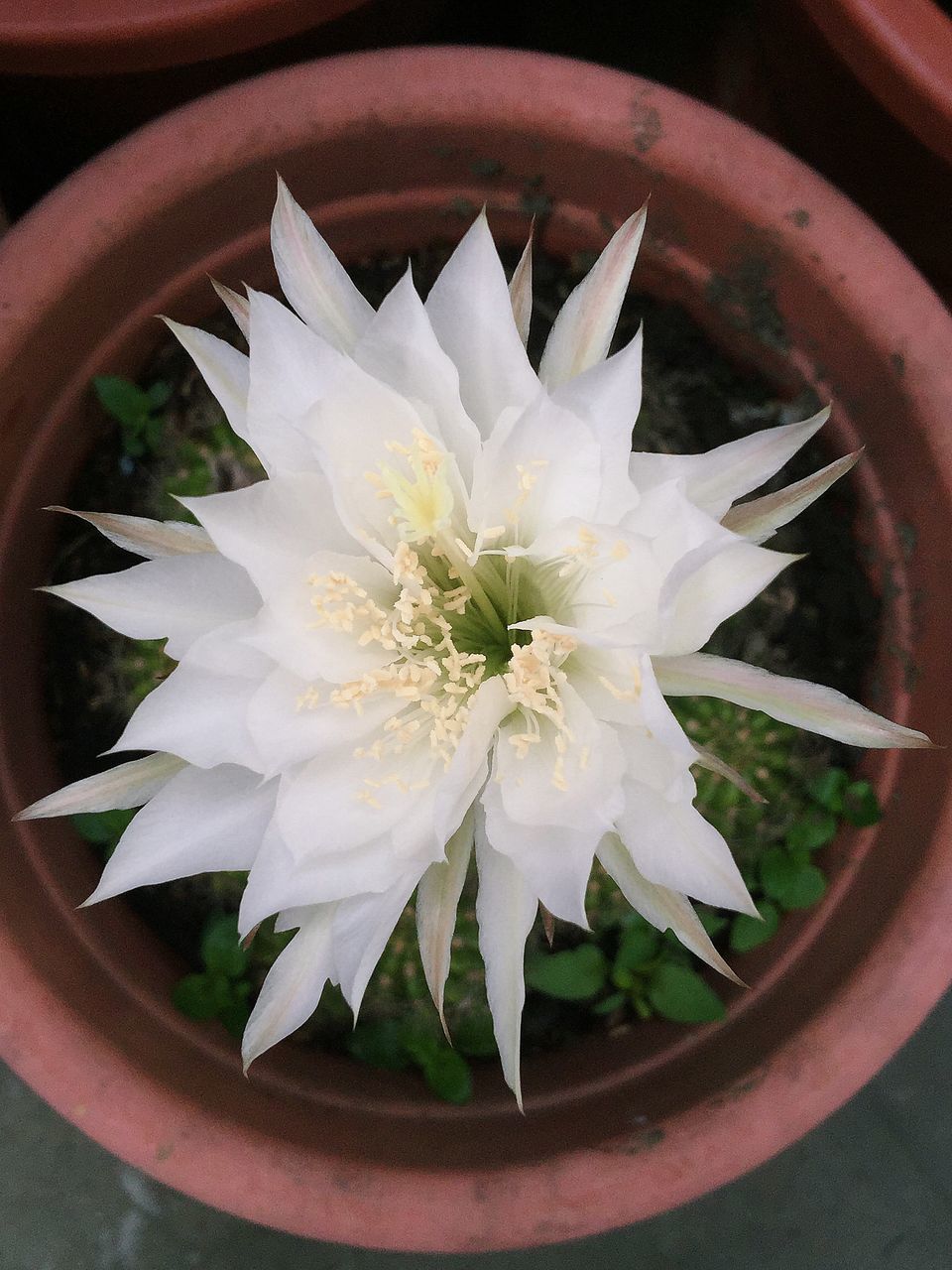 flower, freshness, petal, flower head, white color, single flower, indoors, close-up, fragility, growth, directly above, high angle view, pollen, beauty in nature, plant, white, vase, potted plant, leaf, nature