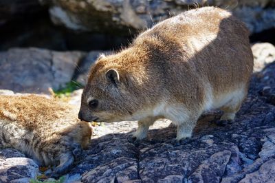 Close-up of sheep on rock