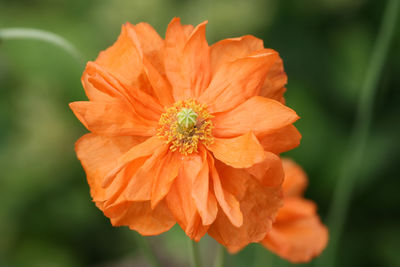 Close-up of orange flower blooming outdoors