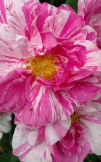 Close-up of pink flowers blooming outdoors