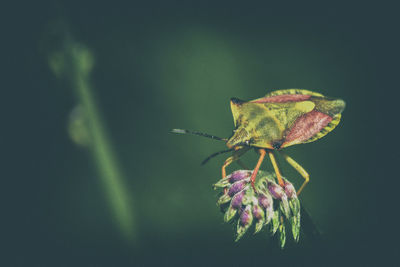 Close-up of insect on flower