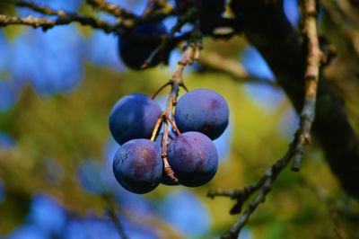 Plums growing on tree