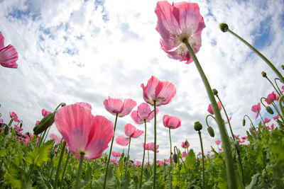 Close-up of pink flowering plants on field against sky