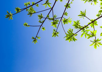 Freshness leaves of cannonball tree on blue sky and sunlight background