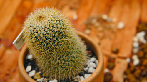 Close-up of succulent plant