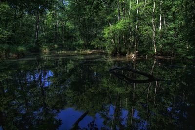 Reflection of trees in lake