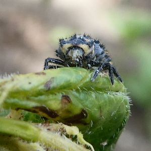 Close-up of insect on leaf