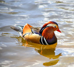 Duck swimming in lake