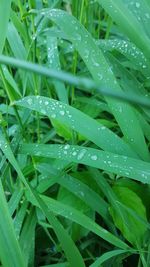 Full frame shot of raindrops on grass