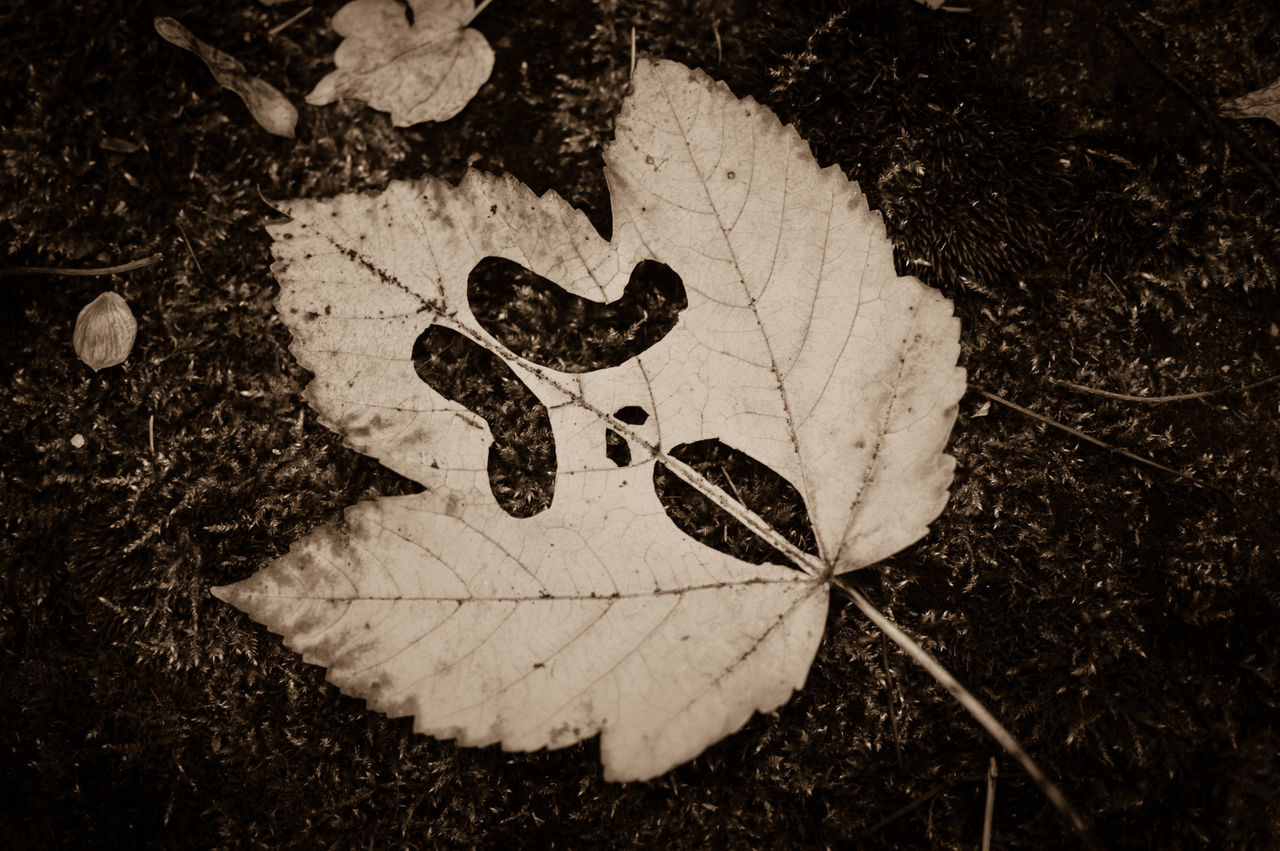 CLOSE-UP OF HEART SHAPE LEAF ON GROUND