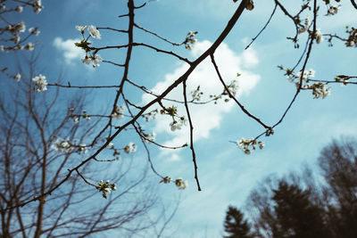 Low angle view of flower tree against sky