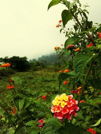 Close-up of red flowers blooming on tree