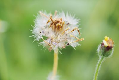 Close-up of white dandelion flower