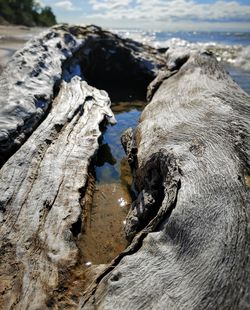 Close-up of driftwood on rock