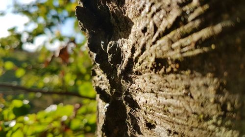 Close-up of tree trunk