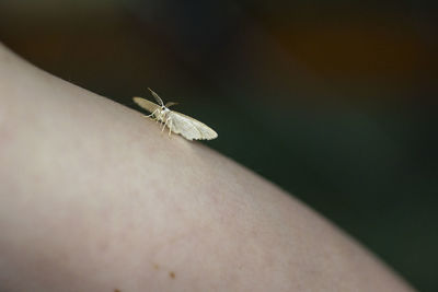 Close-up of insect on hand