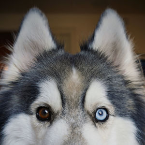 Close-up portrait of a dog