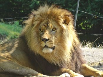 Close-up of a lion in a zoo