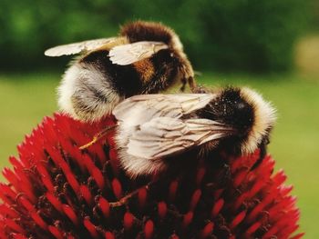 Close-up of bumblebee on red flower