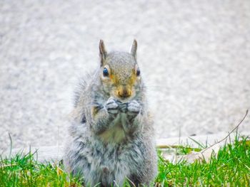 Close-up portrait of squirrel