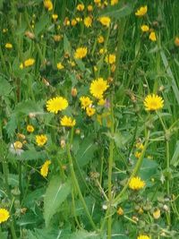 Close-up of yellow flowers blooming in park