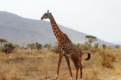 Giraffe standing on landscape against clear sky