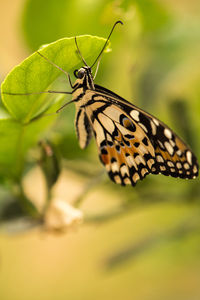 Close-up of butterfly perching on plant