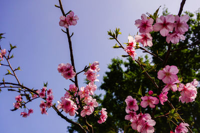 Close-up of pink cherry blossoms in spring