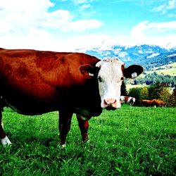 Portrait of cow standing on field against sky