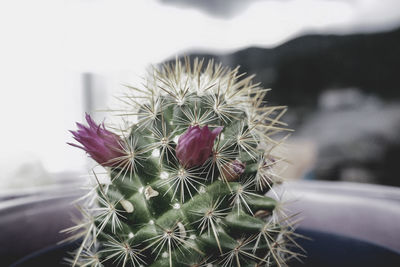 Close-up of cactus plant