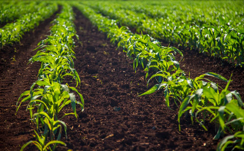 Plants growing in field